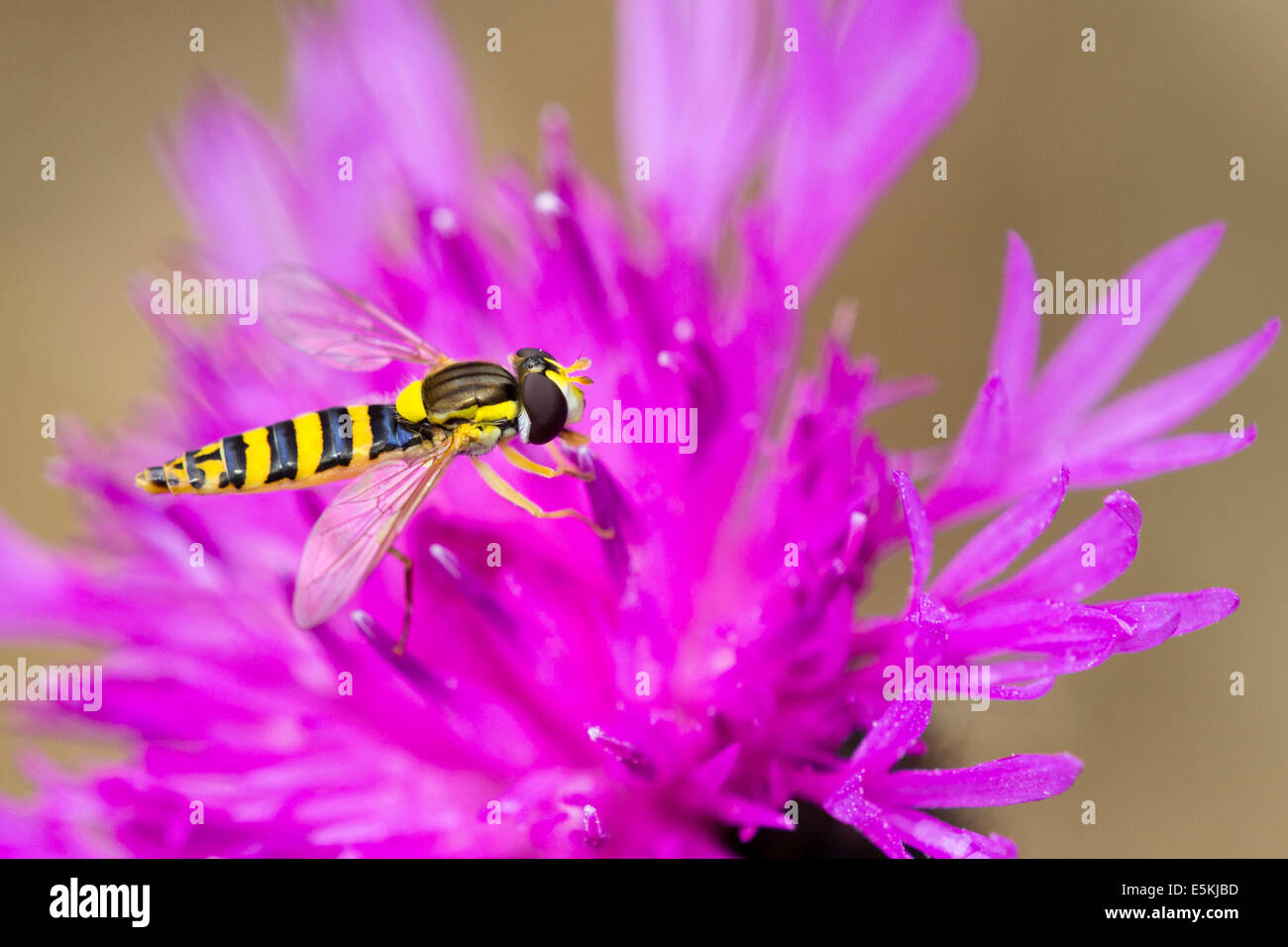 Female Sphaerophoria scripta hoverfly on knapweed Stock Photo