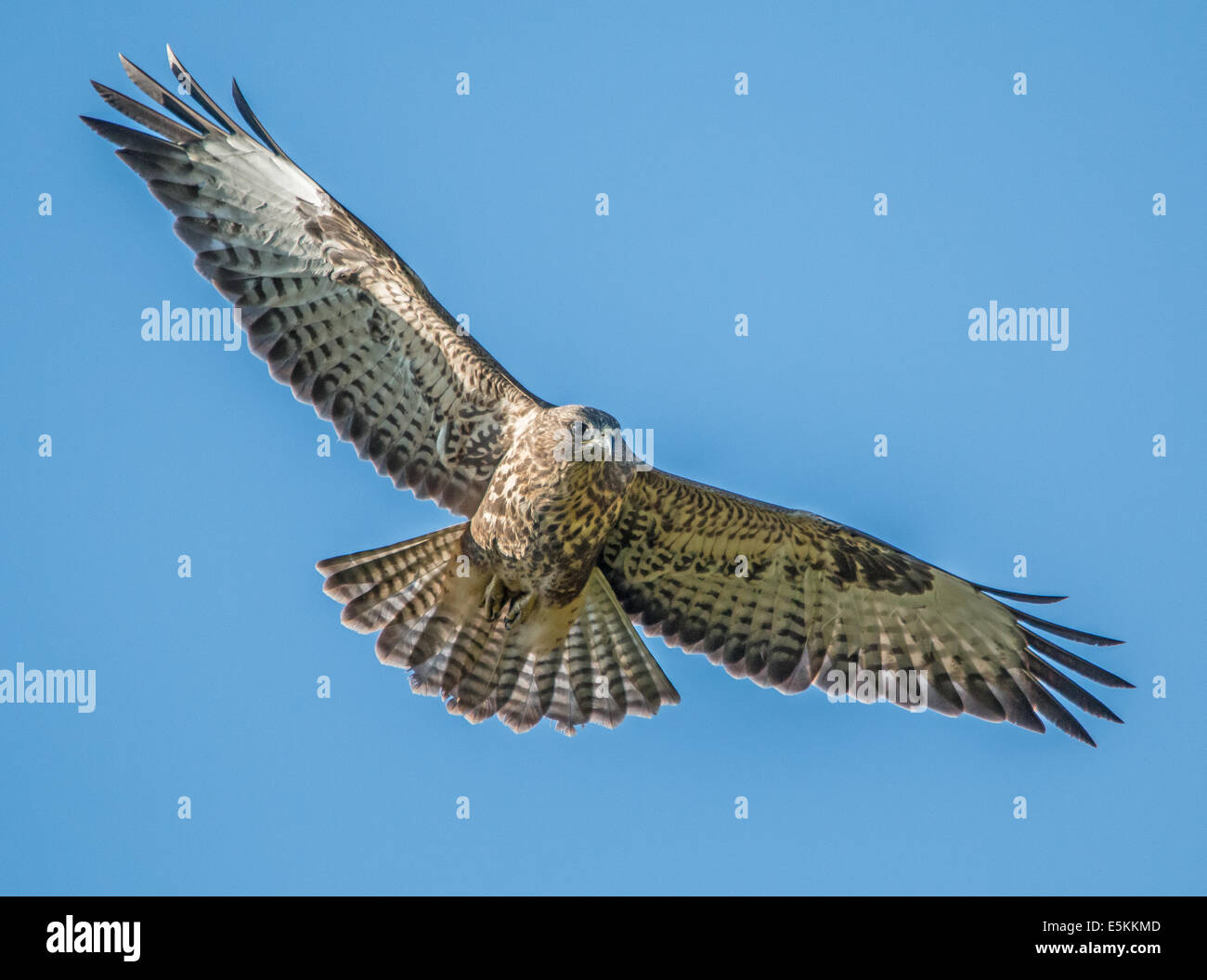 Common buzzard in flight Stock Photo
