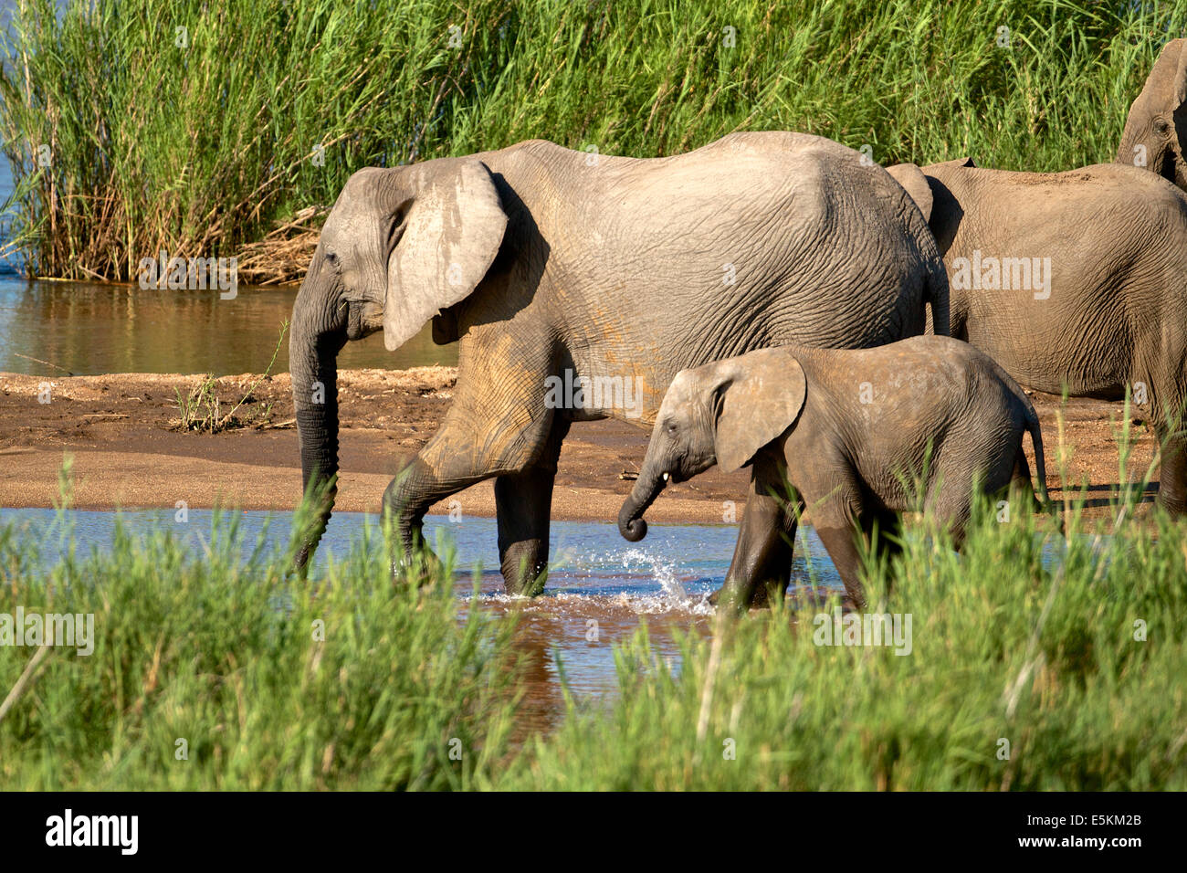 African elephants in the river, South Africa Stock Photo - Alamy