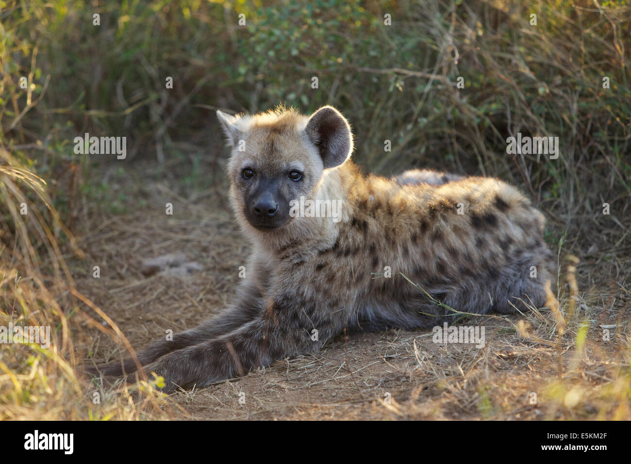 Spotted Hyaena cub near Skukuza in the Kruger National Park, South Africa Stock Photo
