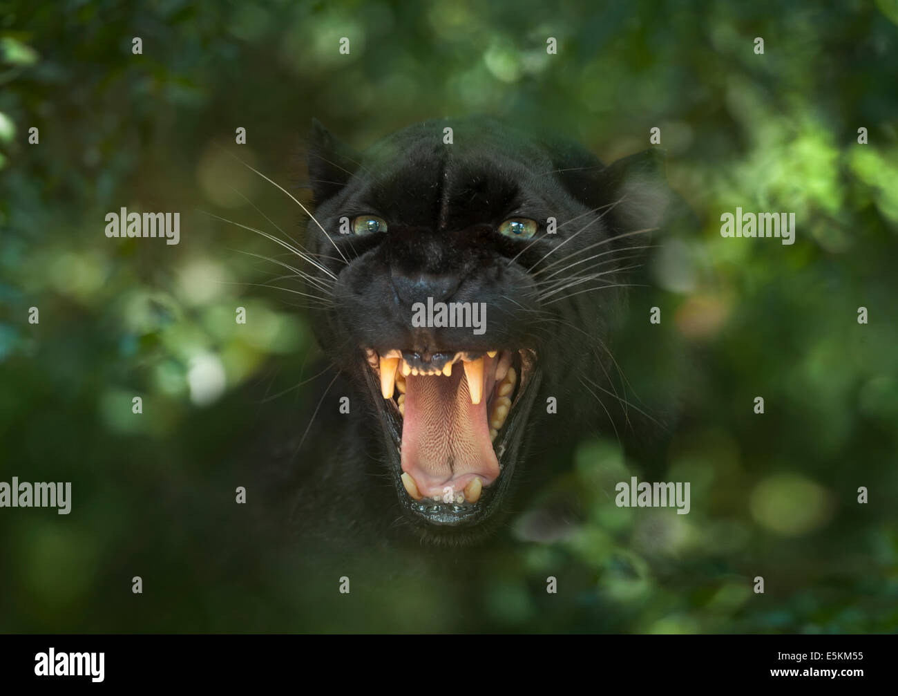 Captive black Leopard at Forest Animal Rescue, Ocala, Florida USA Stock Photo