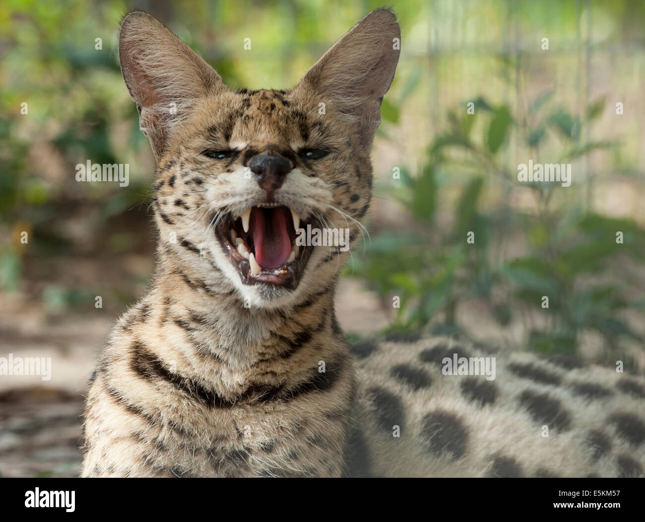 Captive African Serval Cat at Forest Animal Rescue, Ocala, Florida USA Stock Photo