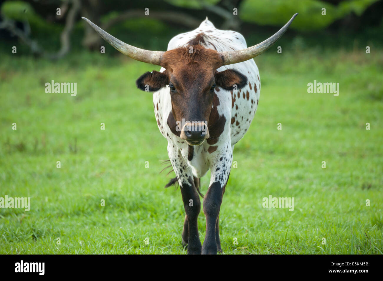 Texas Longhorn cattle Stock Photo