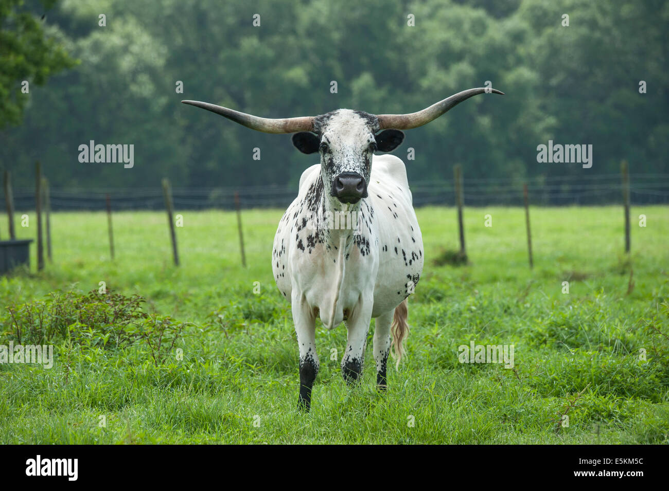 Longhorn beef cattle hi-res stock photography and images - Alamy