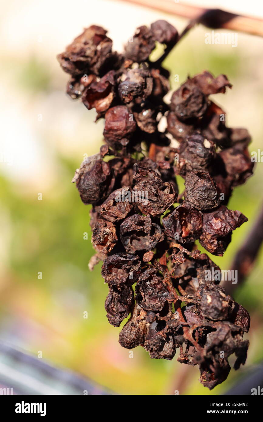 Bunch of rotten grapes Stock Photo Alamy