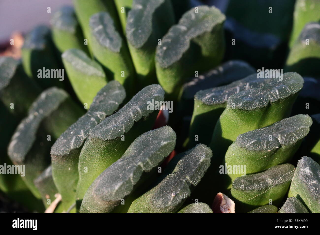 Close up of haworthia truncata, an endemic South African succulent species Stock Photo