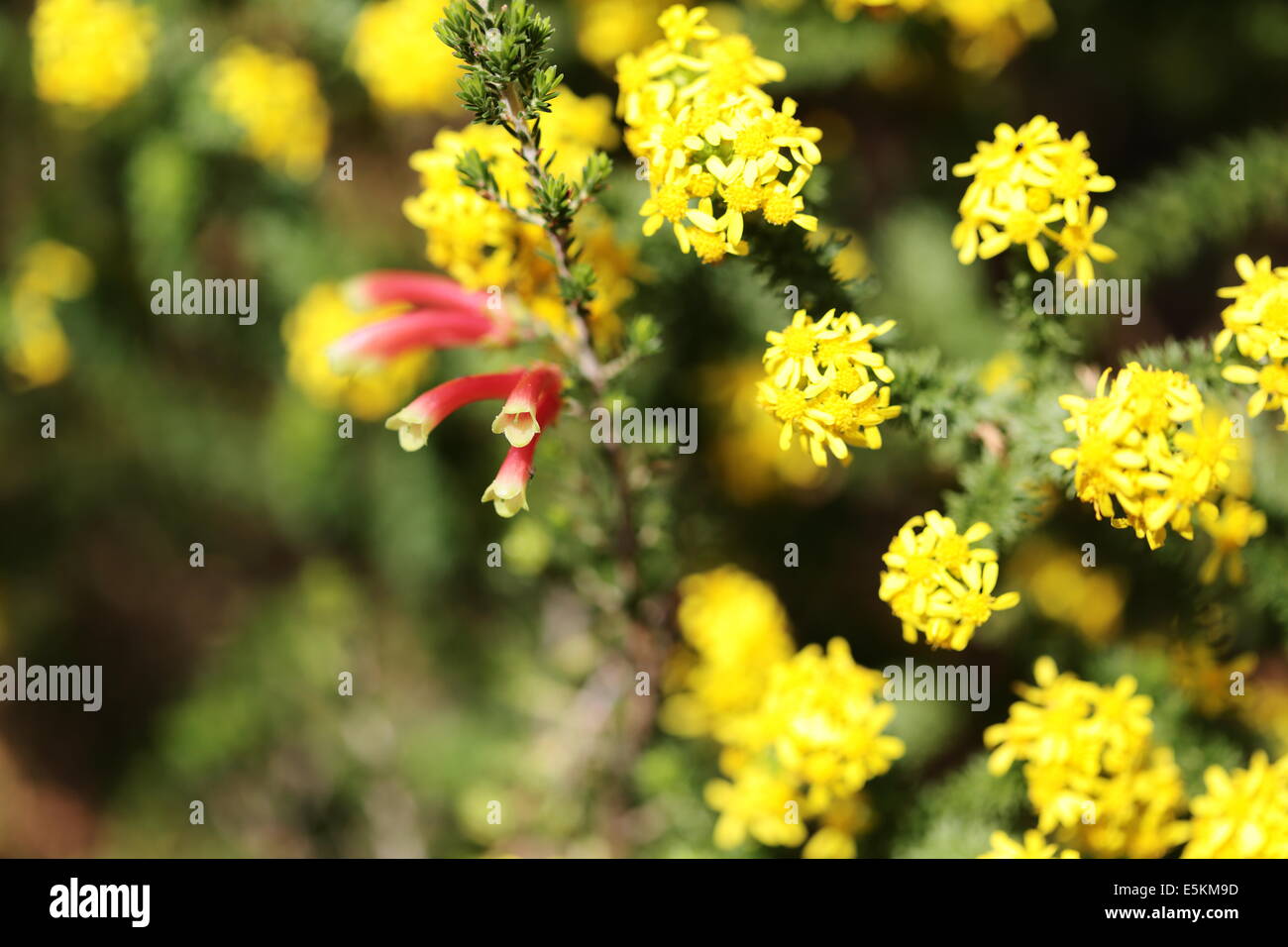 Fynbos species in flower in Betty's Bay, South Africa Stock Photo