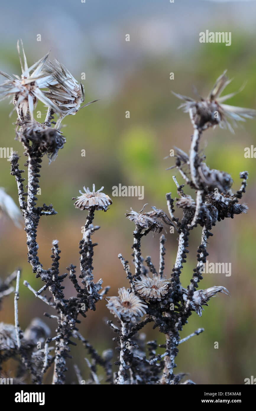Decaying helichrysum bush on the Kogelberg Mountains close to the Palmiet River Stock Photo