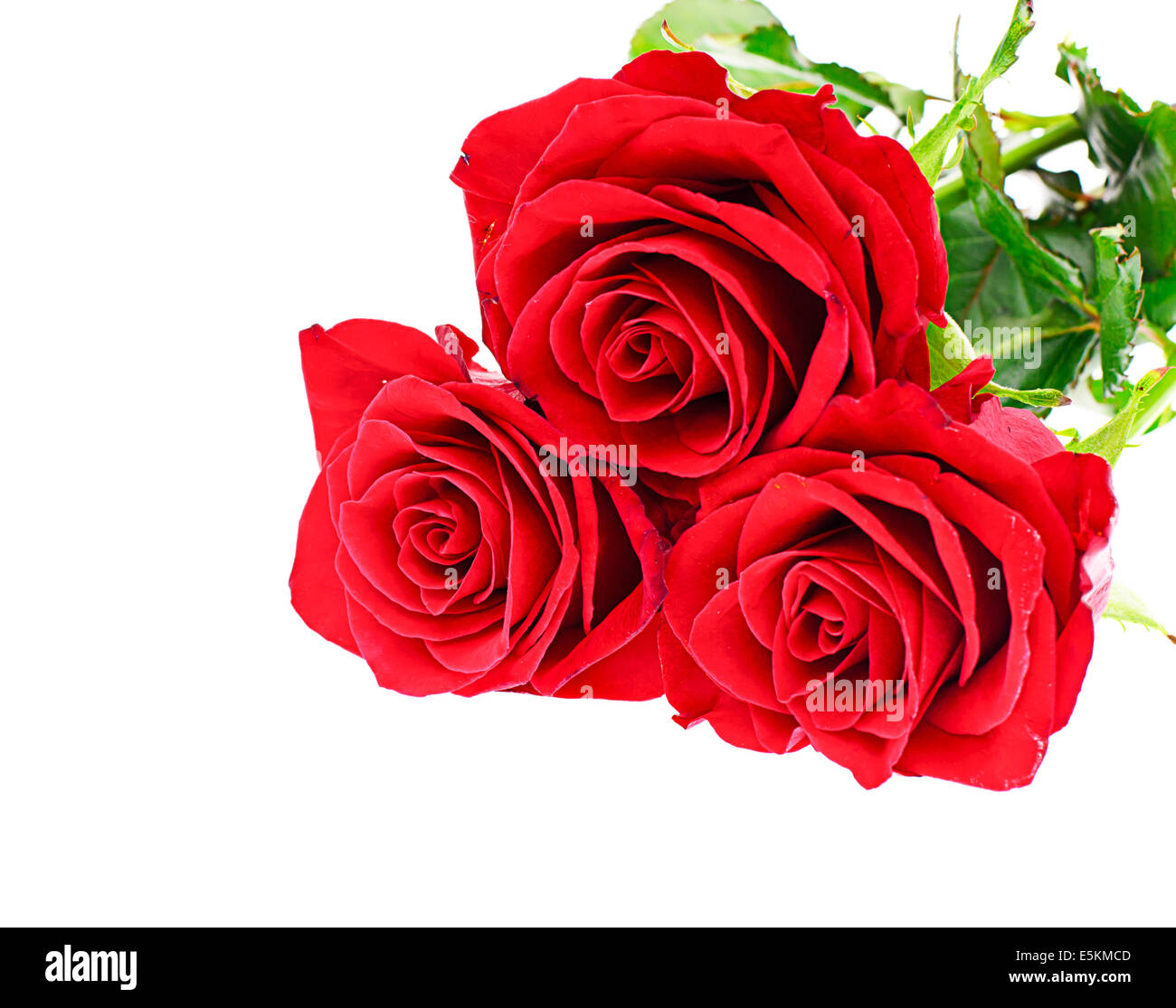 Roses Isolated on White Background Stock Photo - Alamy