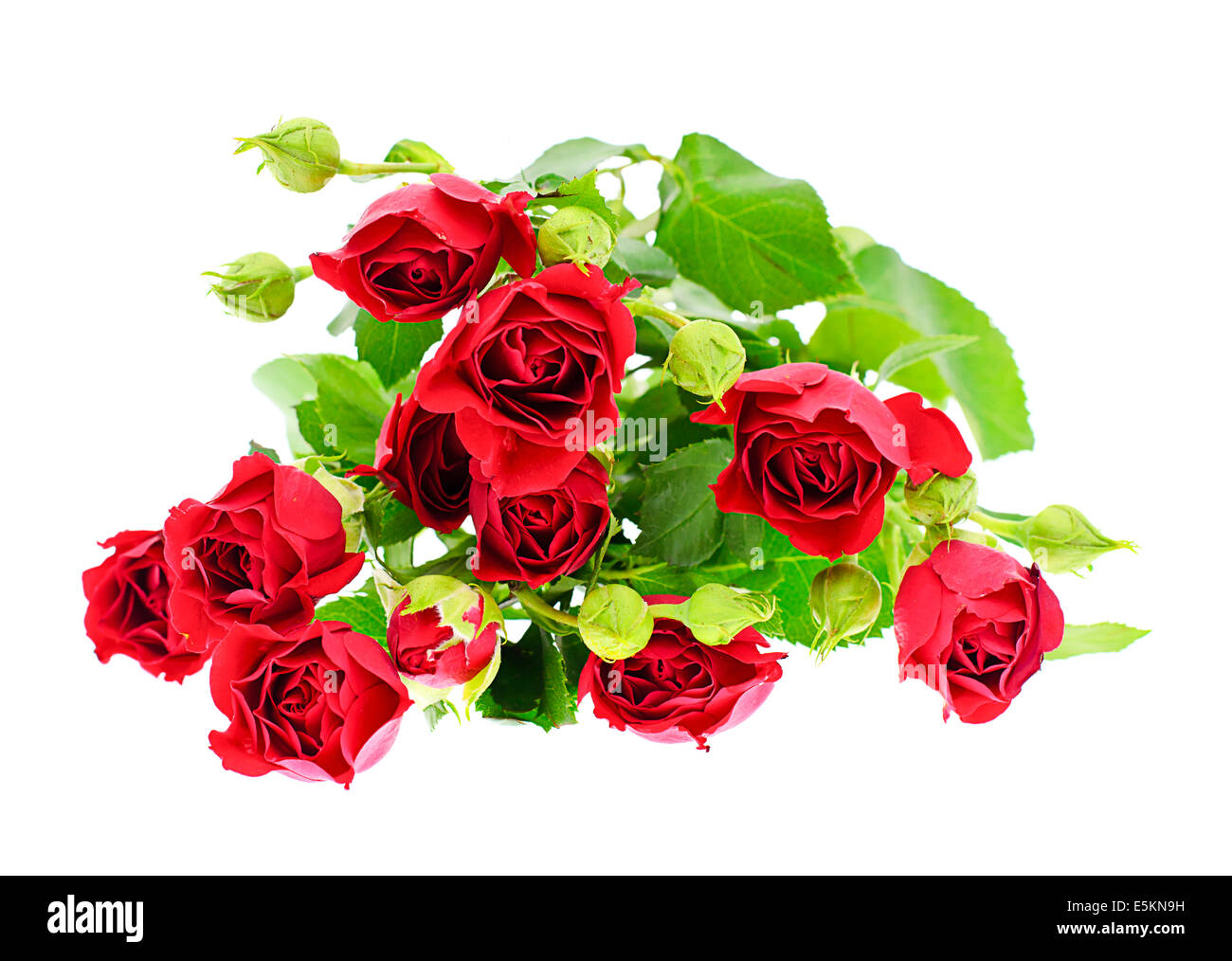 Roses Isolated on White Background Stock Photo - Alamy