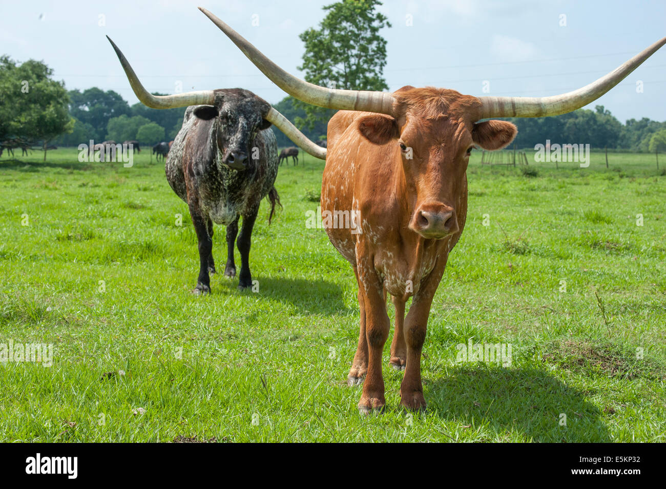 Texas Longhorn cattle Stock Photo - Alamy