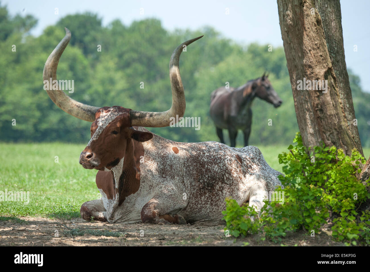 Texas Longhorn cattle lying in pasture with horse Stock Photo - Alamy