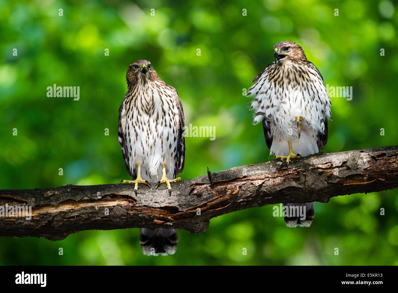 A couple of juvenile Cooper's Hawk (Accipiter cooperii) in Quebec, Canada Stock Photo