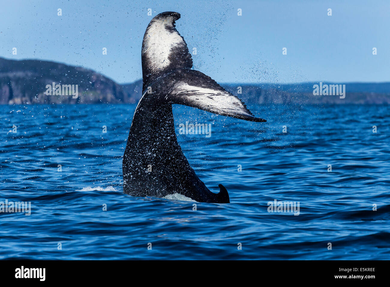 Newfoundland whale tale splash hires stock photography and images Alamy