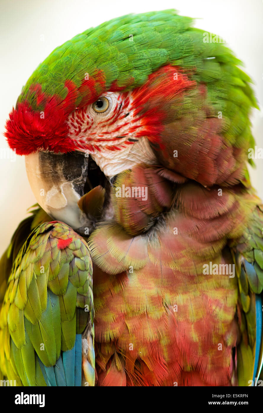 Parrot profile hi-res stock photography and images - Alamy