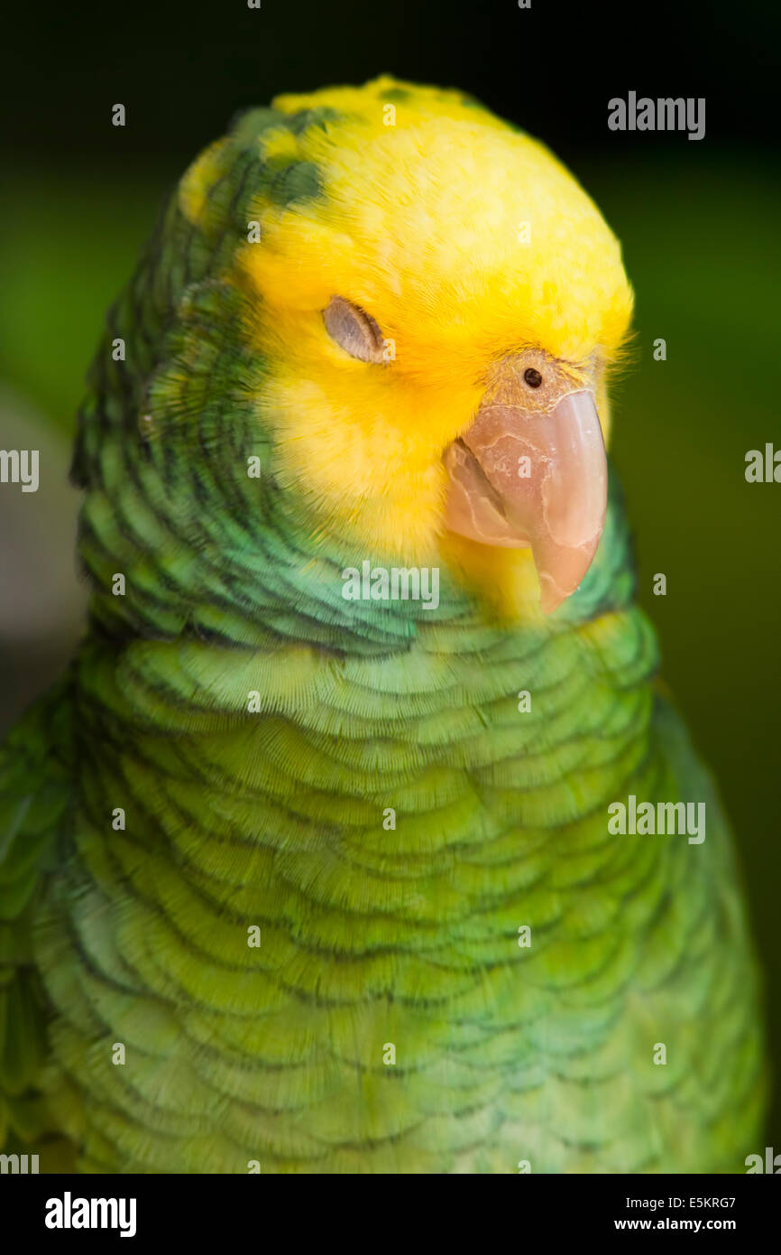 Yellow headed parrot hi-res stock photography and images - Alamy