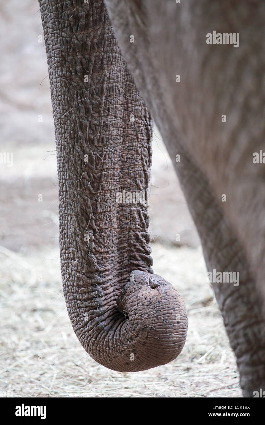 Long trunk hi-res stock photography and images - Alamy