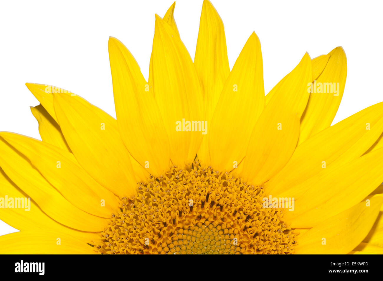 Sunflower isolated on white background Stock Photo - Alamy