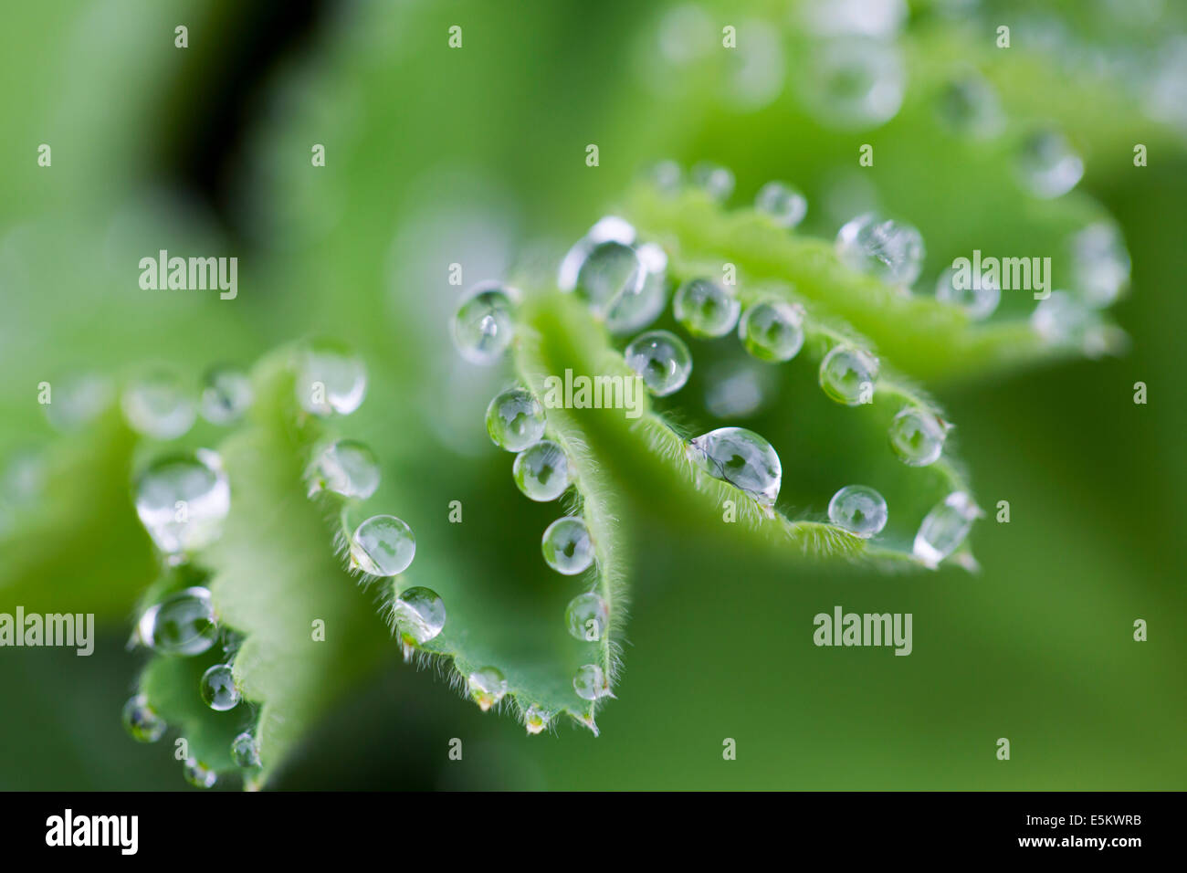 Lady's Mantle; Alchemilla mollis; Water Droplets on Leaves; UK Stock Photo