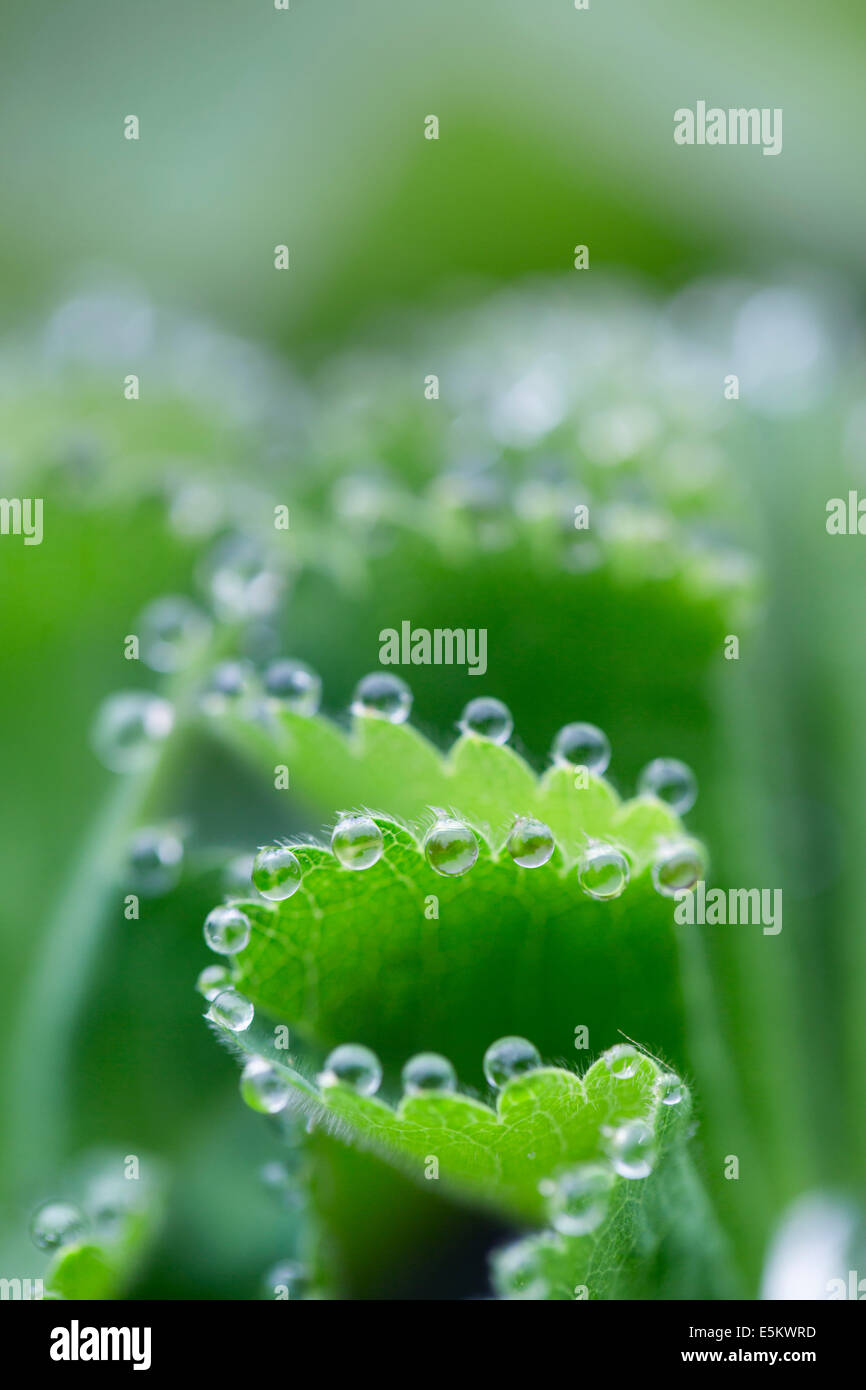 Lady's Mantle; Alchemilla mollis; Water Droplets on Leaves; UK Stock Photo