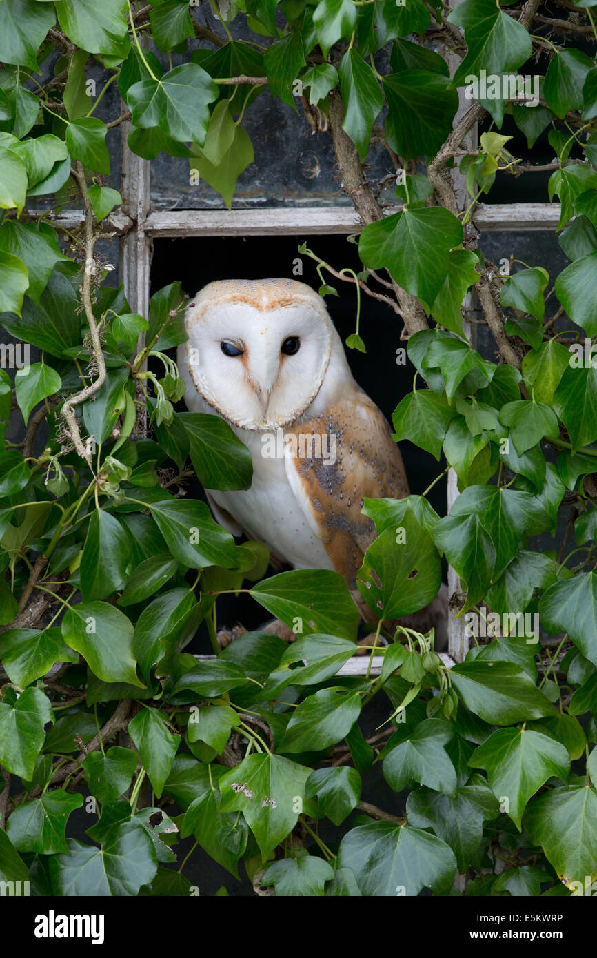 Barn Owl; Tyto alba; Ivy Clad Window; UK Stock Photo
