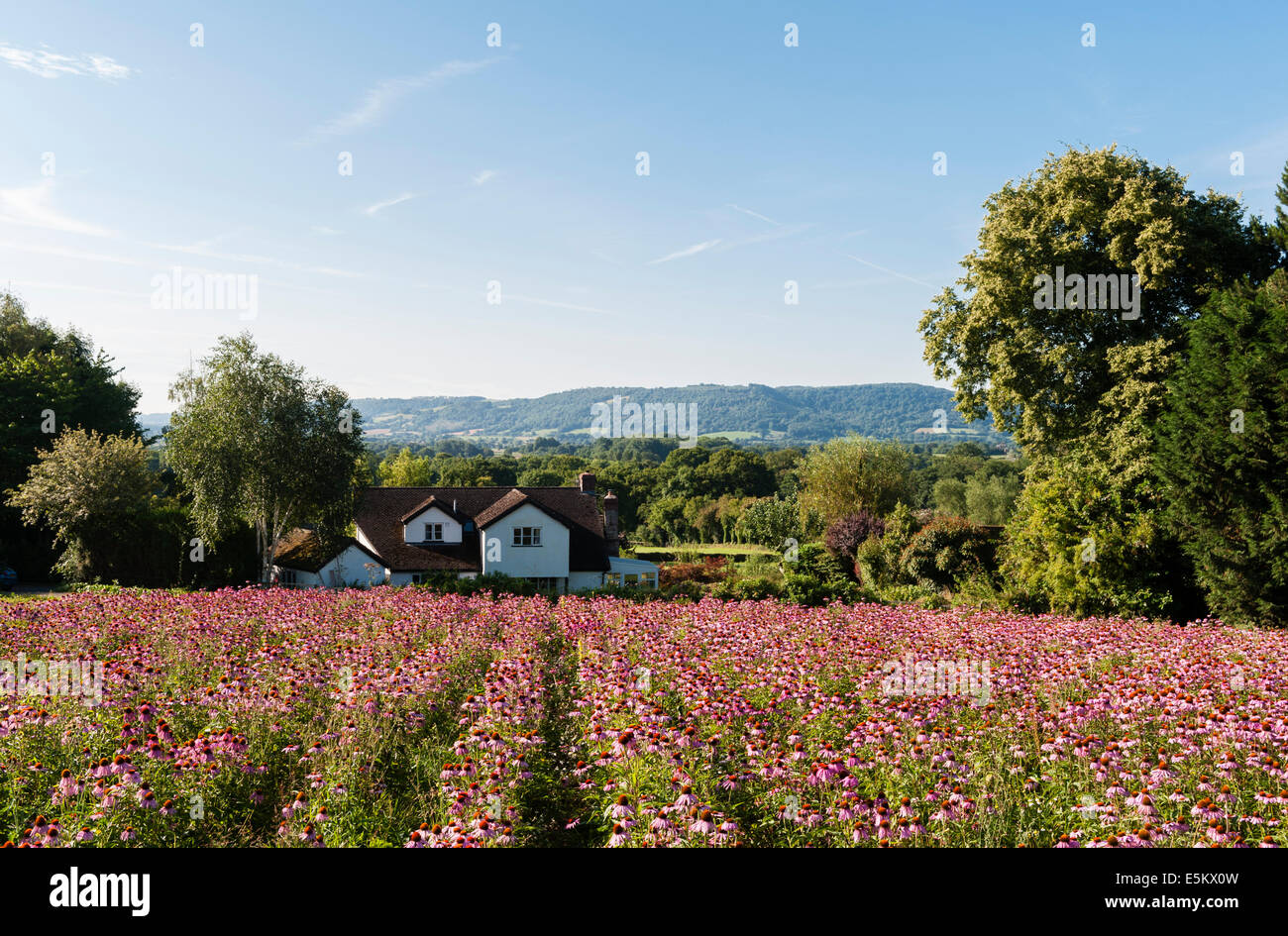 A field of echinacea (echinacea angustifolia) for organic skin care at Herbfarmacy, a herb farm in Herefordshire, UK Stock Photo