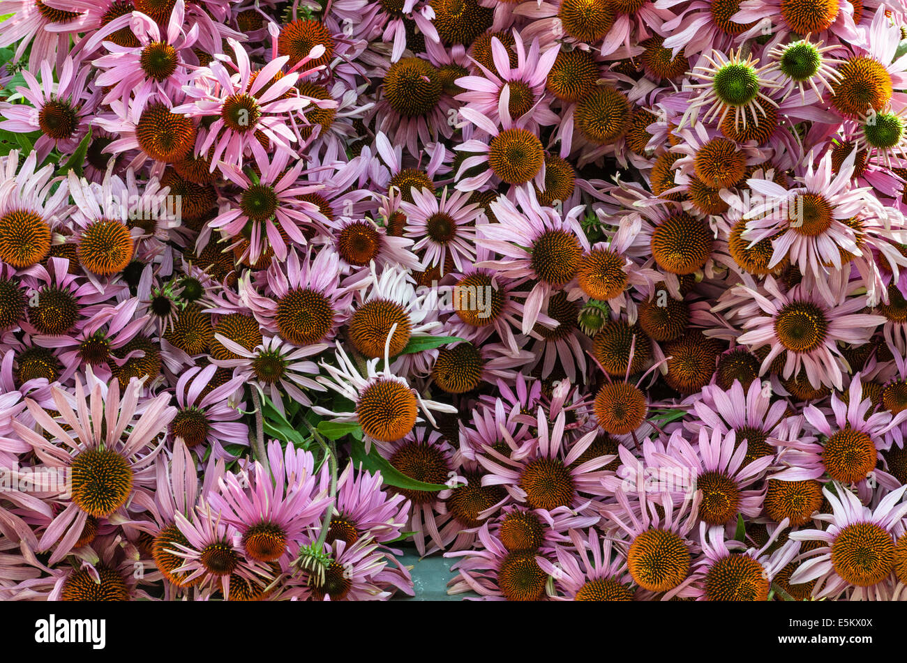 Echinacea (echinacea angustifolia) grown for organic skin care at Herbfarmacy, a herb farm in Herefordshire, UK Stock Photo