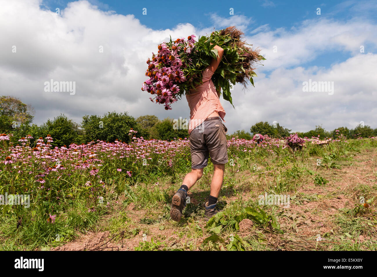 Harvesting echinacea (echinacea angustifolia) at Herbfarmacy, a herb farm in Herefordshire, UK Stock Photo