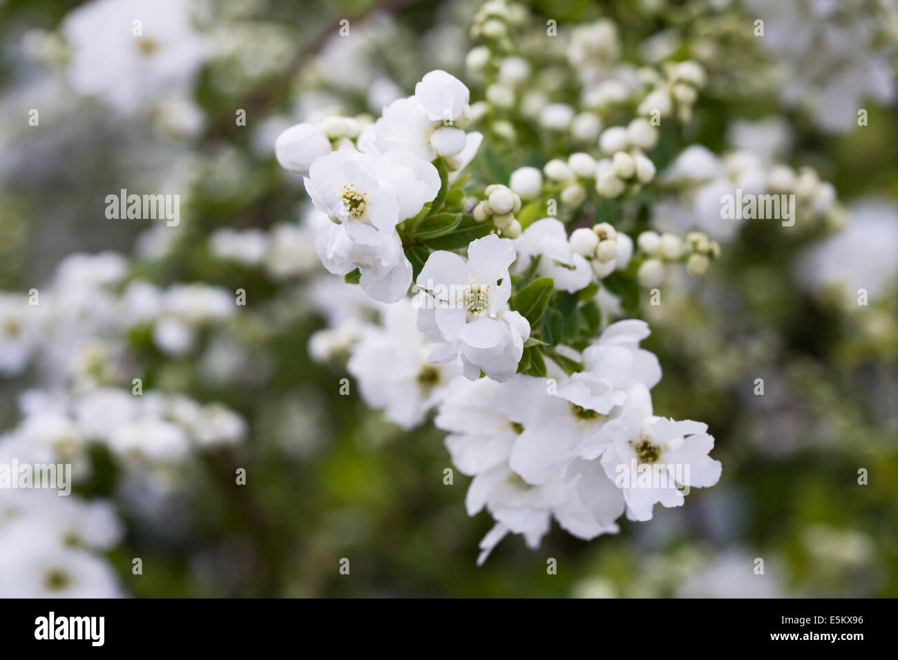 Exochorda racemosa flowers in Spring. Stock Photo