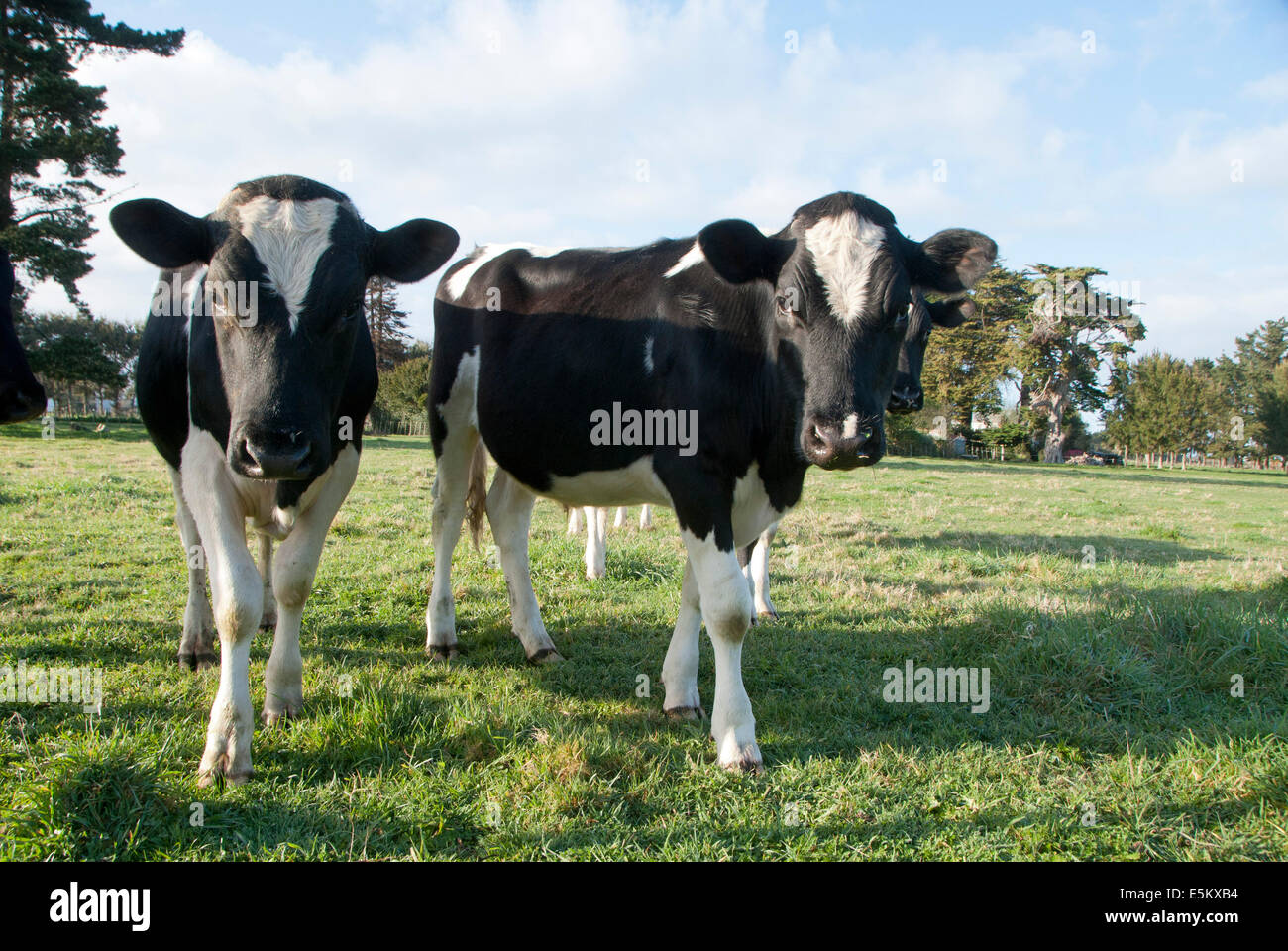 Hereford cow black and white hi-res stock photography and images - Alamy