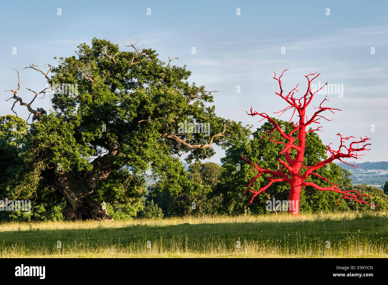Red Tree (a dead tree wrapped in fabric), a temporary artwork at Croft Castle, Herefordshire, UK, by the artist Philippa Lawrence Stock Photo