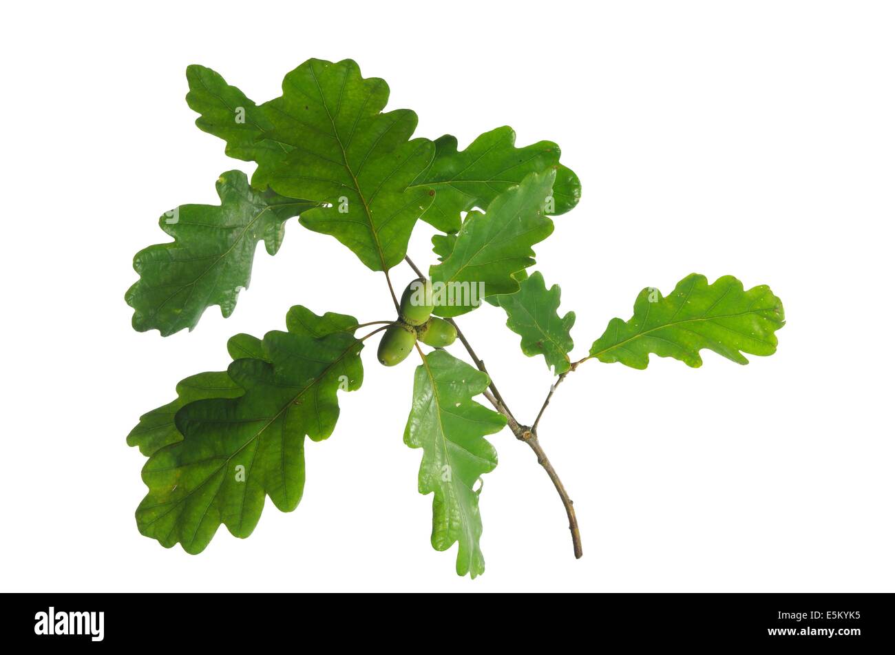 oak leaf and acorn on white background Stock Photo