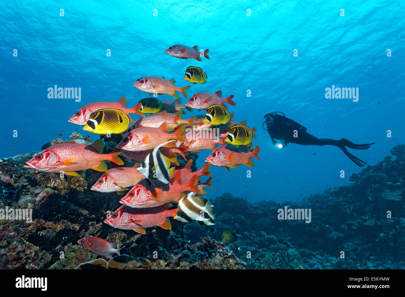 Shoal of Sabre Squirrelfish, Giant Squirrelfish or Spiny Squirrelfish (Sargocentron spiniferum) swimming in front of a coral Stock Photo
