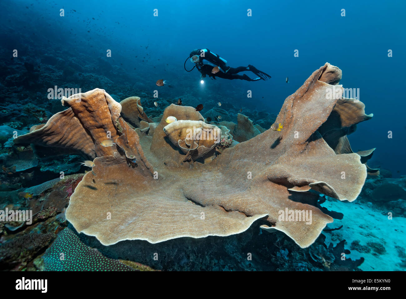 Pagoda Coral (Turbinaria mesenterina), scuba diver at the back, Great Barrier Reef, UNESCO World Natural Heritage Site Stock Photo