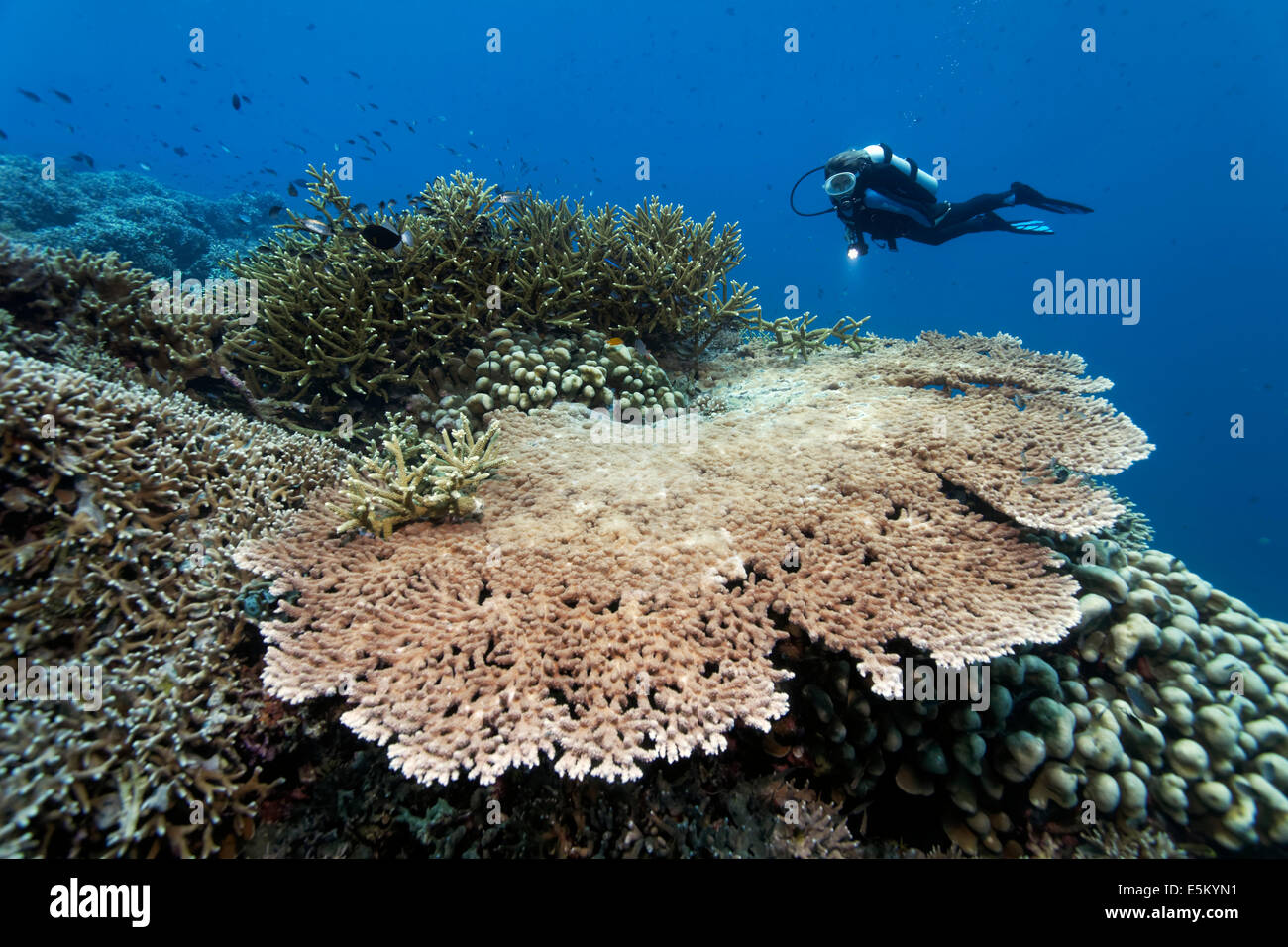 Coral reef with various stony corals, scuba diver at the back, Great Barrier Reef, UNESCO World Natural Heritage Site Stock Photo