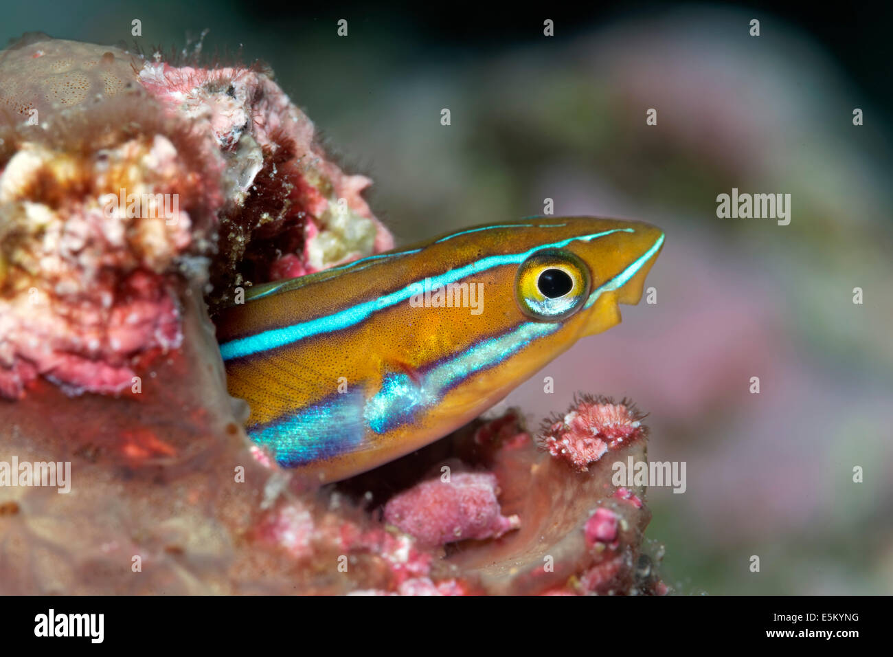 Mimic Blenny or Piano Fangblenny (Plagiotremus tapeinosoma) in a burrow, Great Barrier Reef, UNESCO World Natural Heritage Site Stock Photo