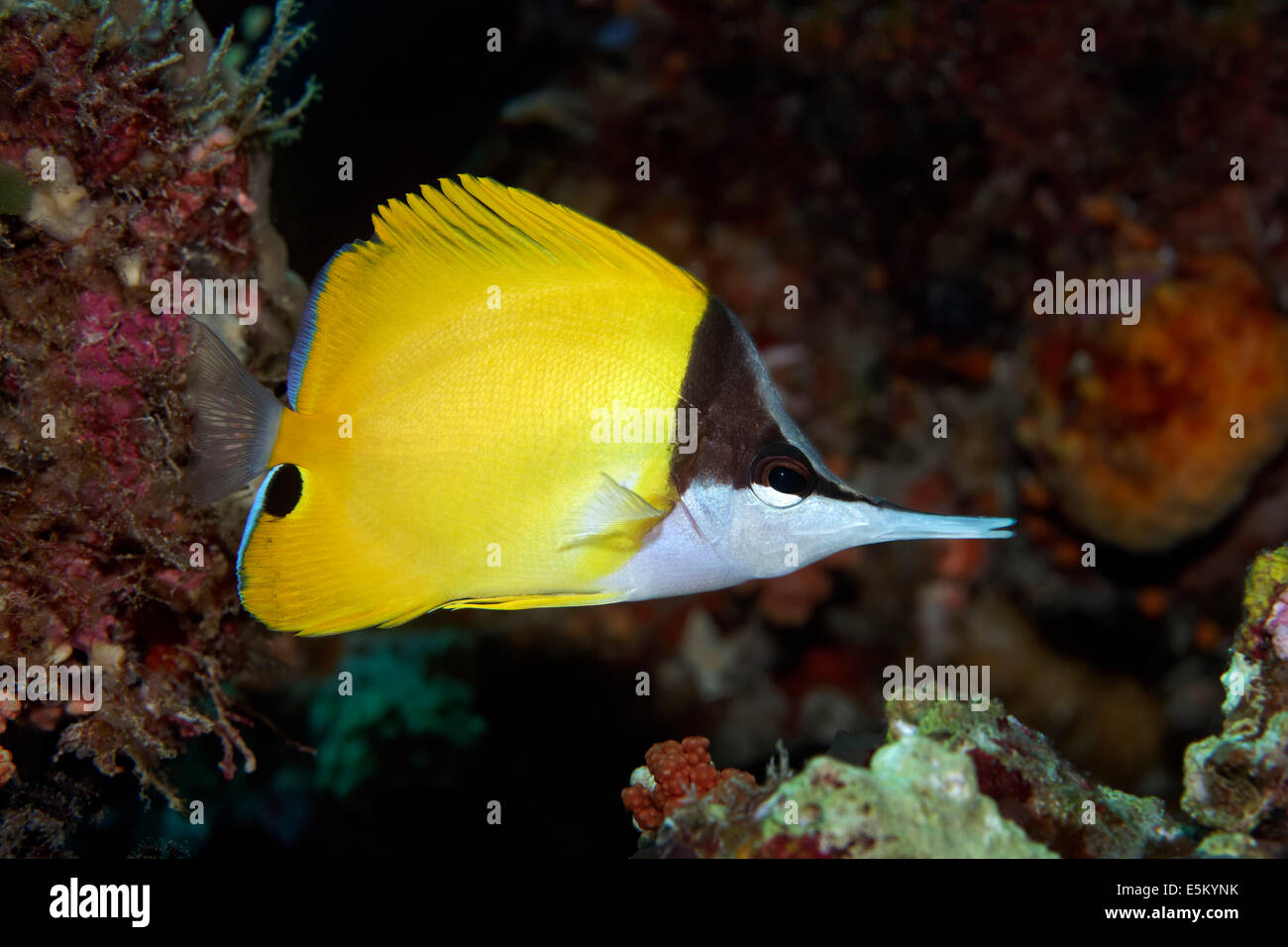 Yellow Longnose Butterflyfish (Forcipiger flavissimus), Great Barrier