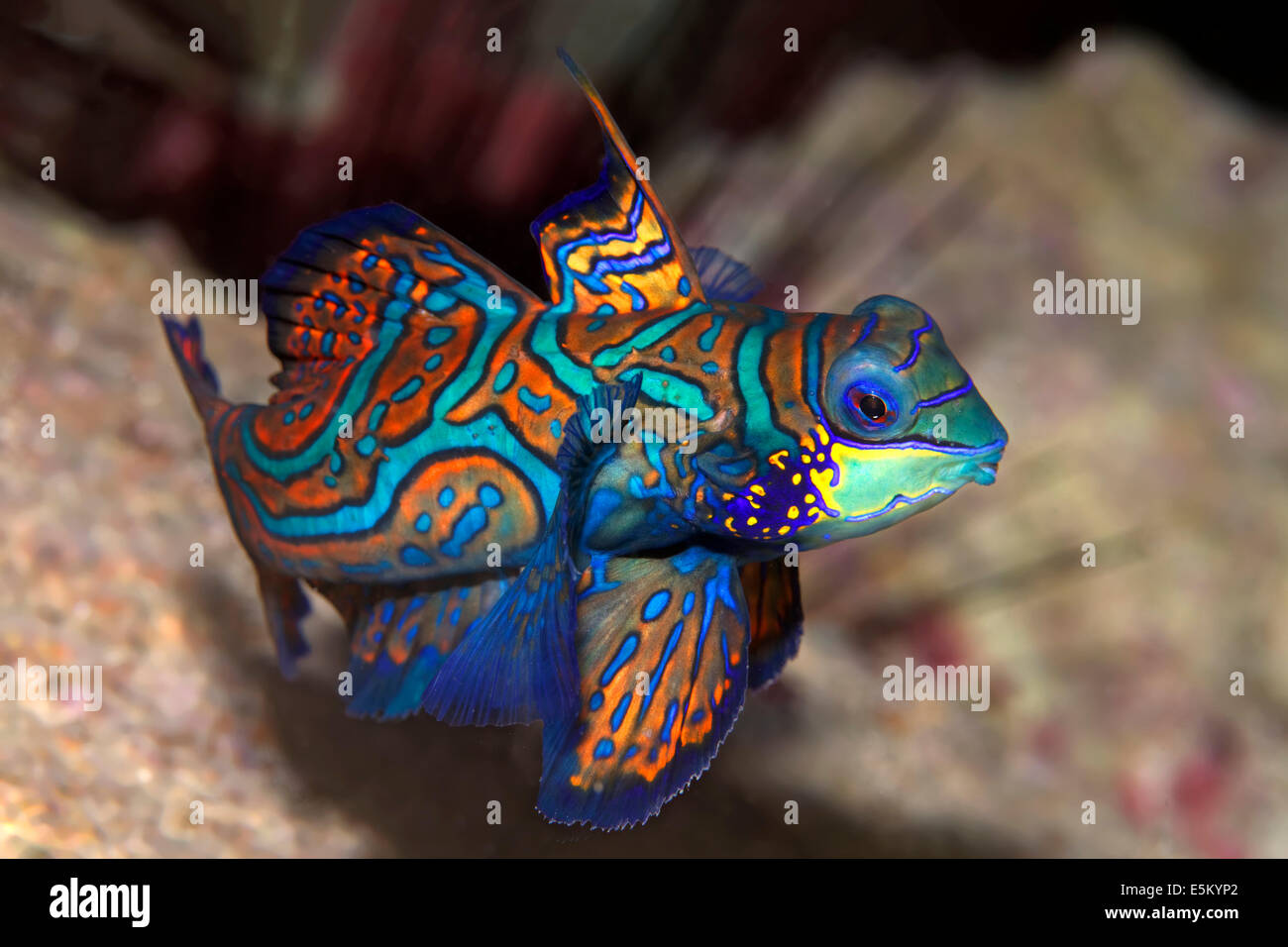 Mandarinfish or Mandarin Dragonet (Synchiropus splendidus), Great Barrier Reef, UNESCO World Natural Heritage Site Stock Photo