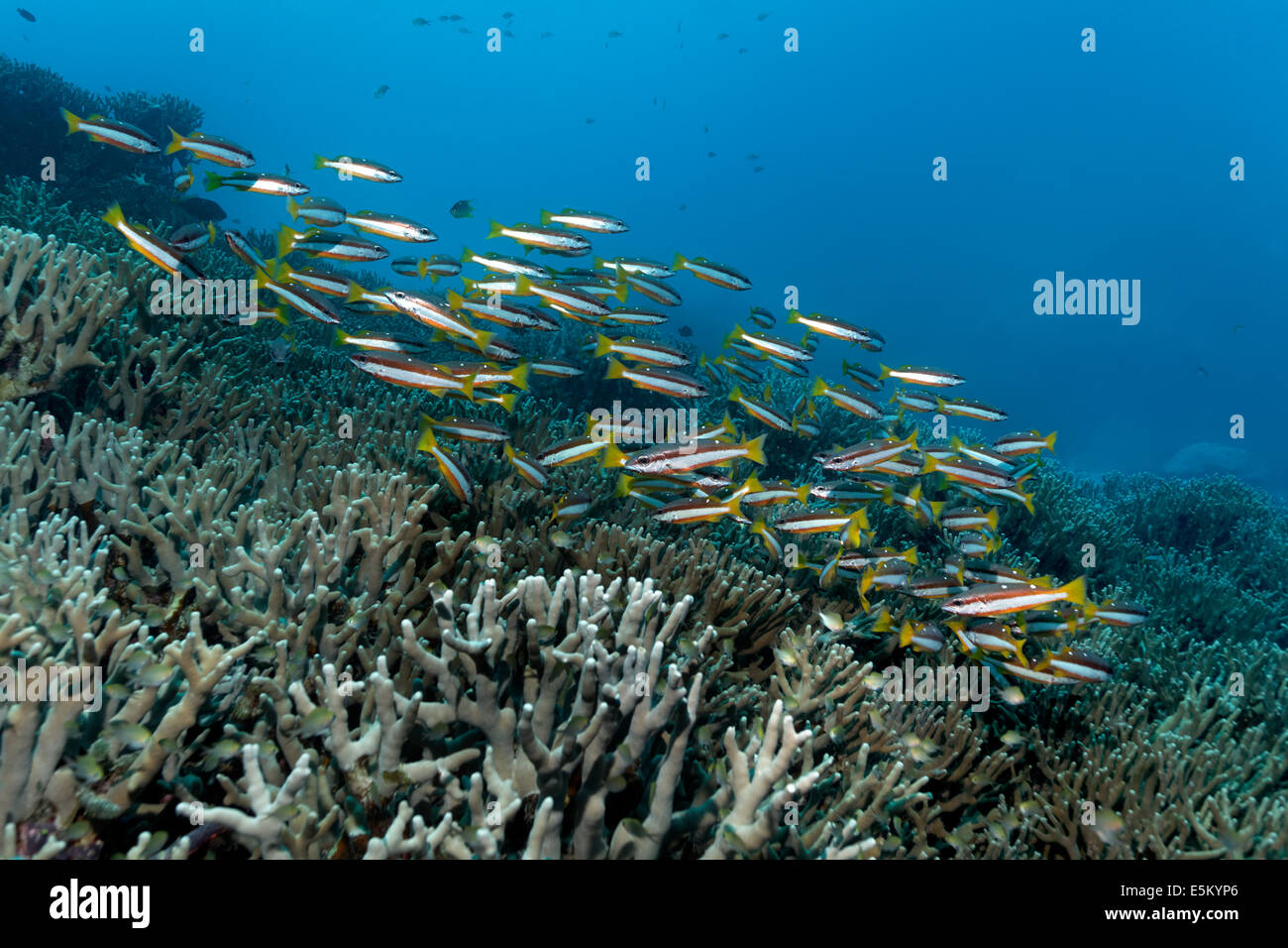 Swarm of Two-spot Banded Snapper (Lutjanus biguttatus) swimming over a coral reef, Great Barrier Reef, UNESCO World Natural Stock Photo