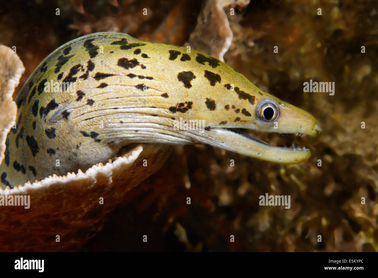 Yellowhead Moray Eel or Fimbriated Moray Eel (Gymnothorax fimbriatus