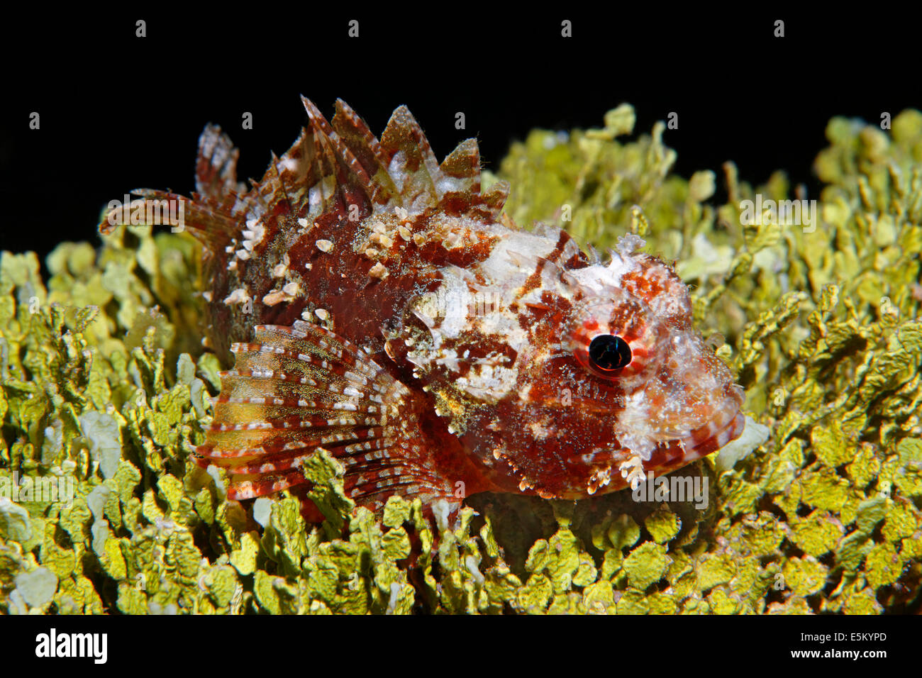 Scorpionfish (Scorpaenidae), Great Barrier Reef, UNESCO World Natural Heritage Site, Pacific Ocean, Queensland, Australia Stock Photo