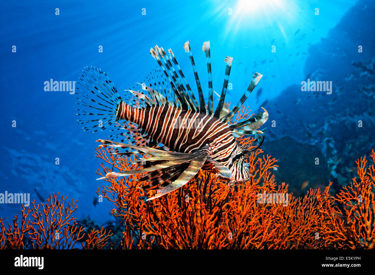 Pacific Red Lionfish (Pterois volitans), Great Barrier Reef, UNESCO World Natural Heritage Site, Pacific Ocean, Queensland Stock Photo