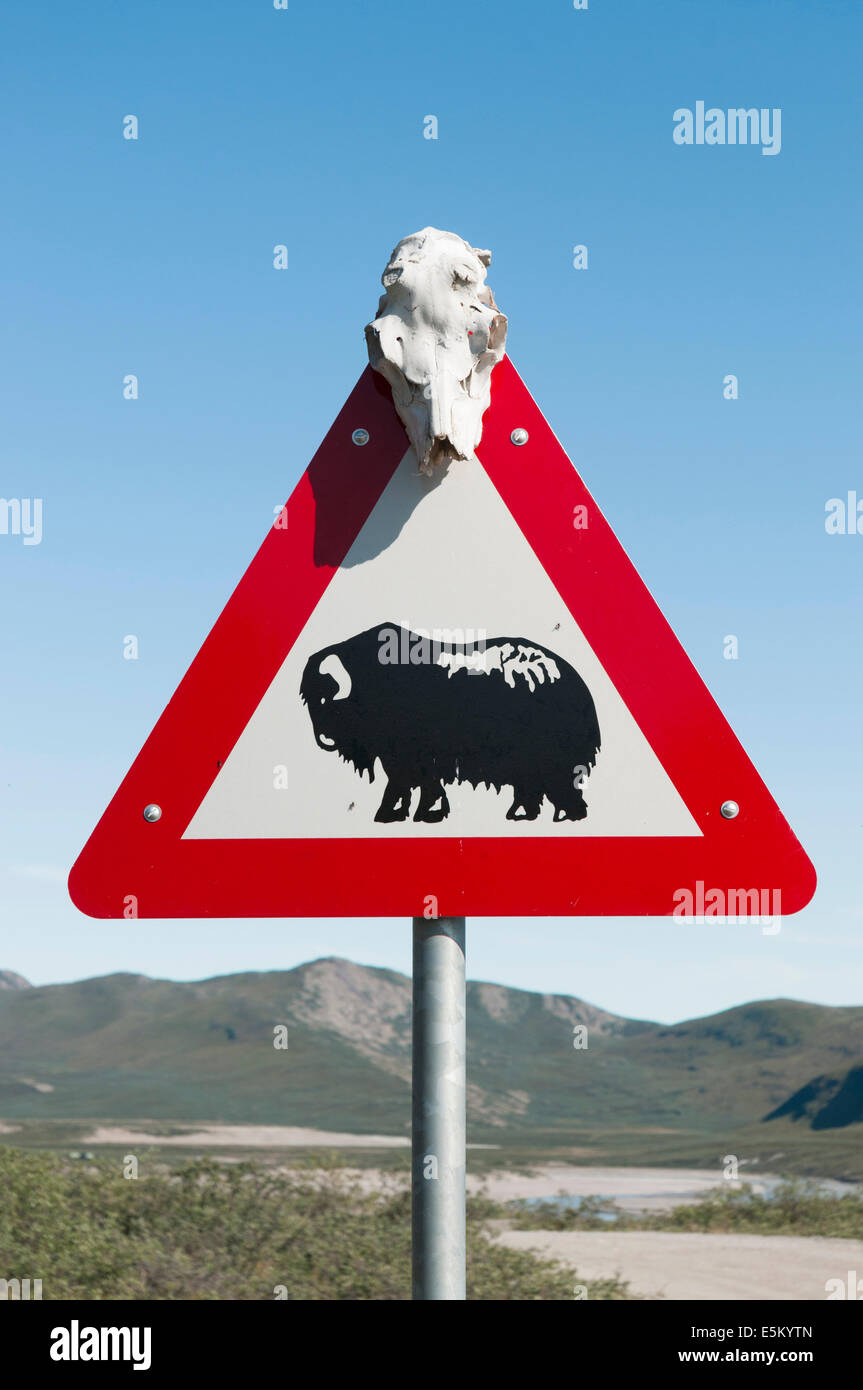 Road sign, warning sign, musk ox, at Kangerlussuaq, West Greenland, Greenland Stock Photo