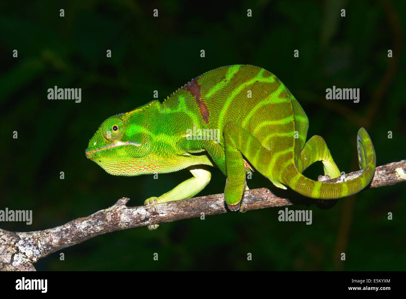 Ambiky Chameleon (Furcifer timoni), extremely rare, with gestation colouration, Diana region, Madagascar Stock Photo