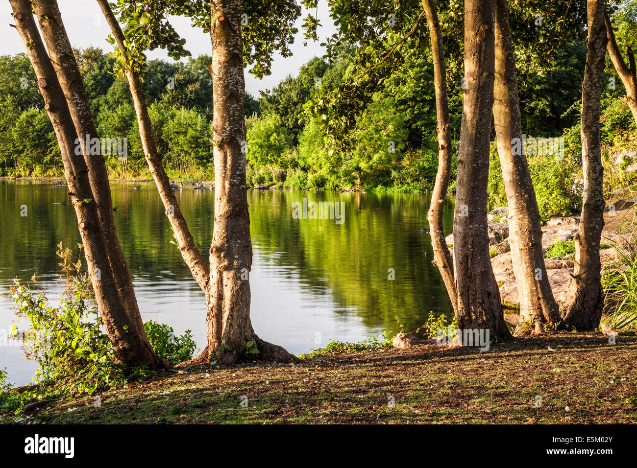 Early morning sunlight on a small lake in Swindon, Wiltshire. Stock Photo
