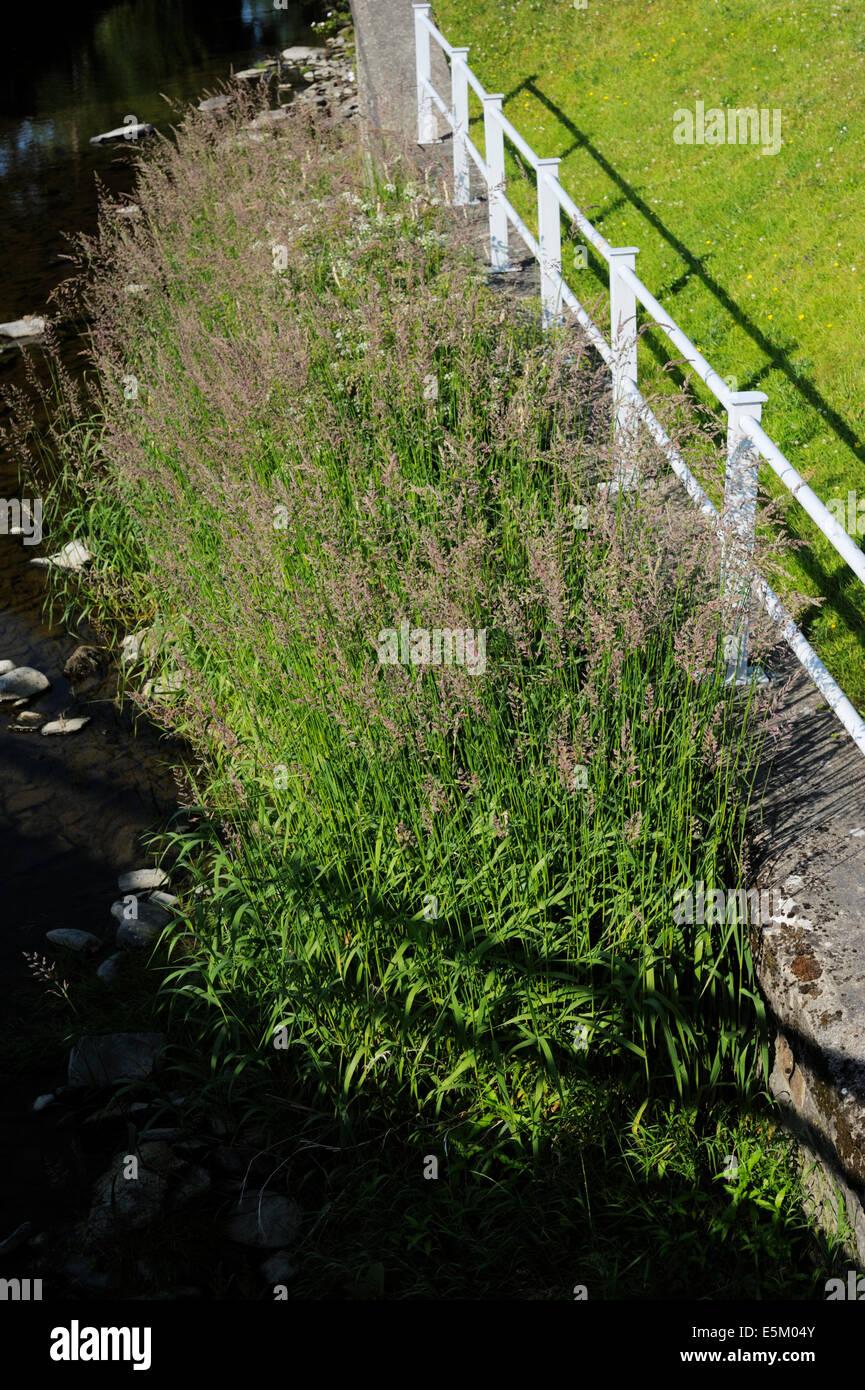 Common reed uk hires stock photography and images Alamy