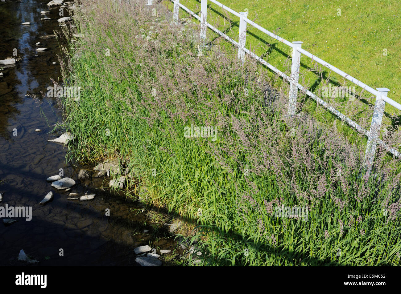Common reed uk flower hires stock photography and images Alamy