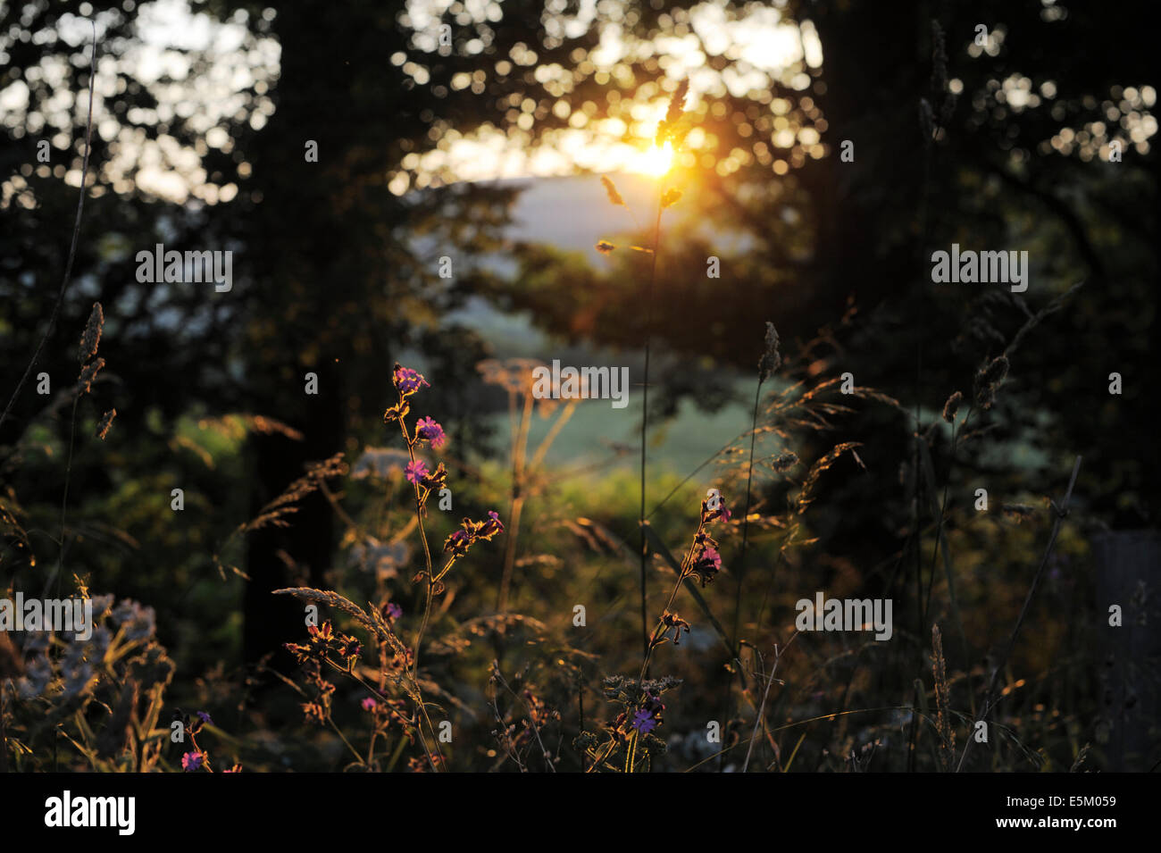 Sunlight through wildflowers hi-res stock photography and images - Alamy