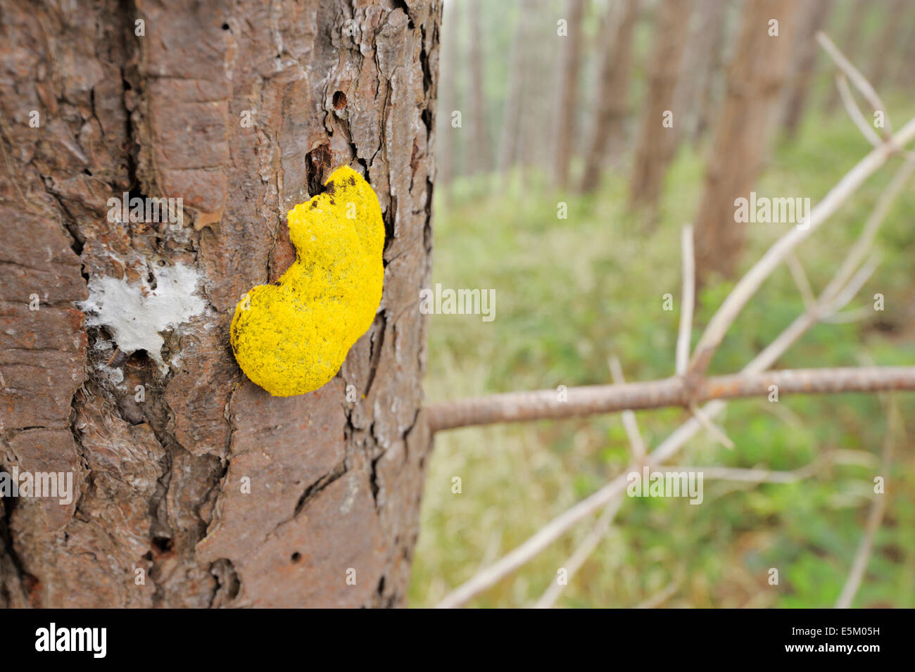 Yellow Slime Mould fungus on dead Corsican Pine tree stump, Wales, UK Stock Photo