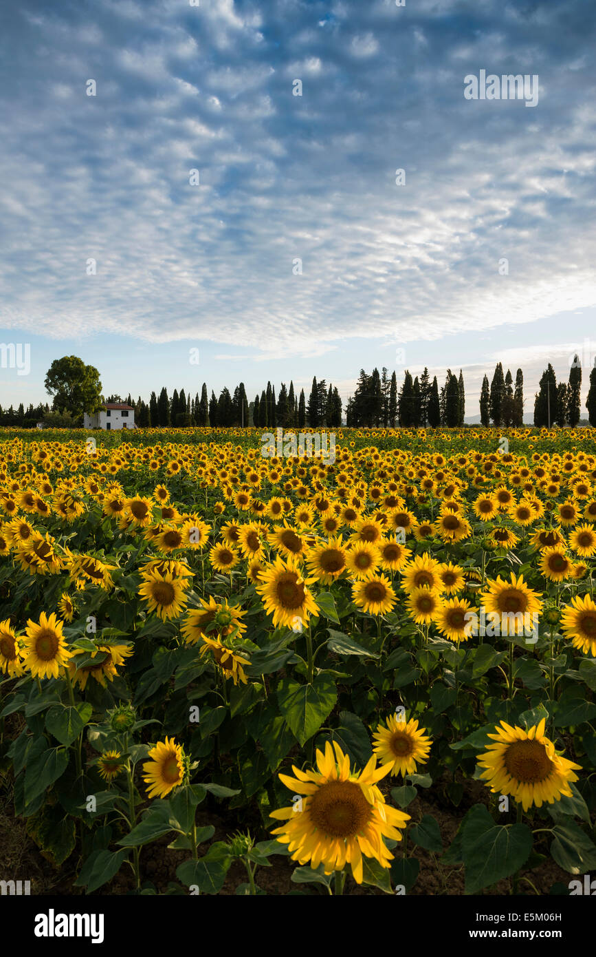 Sunflower field tuscany italy hi-res stock photography and images - Alamy